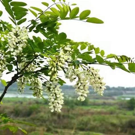 小槐花種植|小槐花